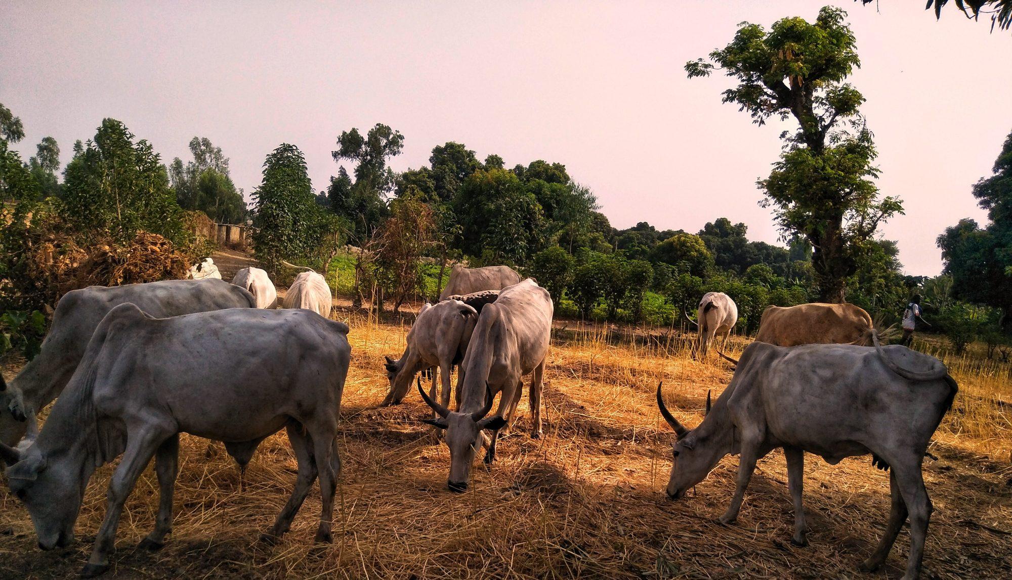 Cattle grazing on open pasture