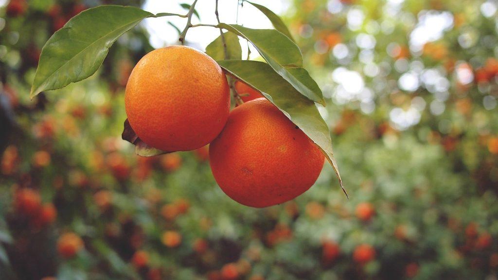 Ripe oranges on a citrus tree