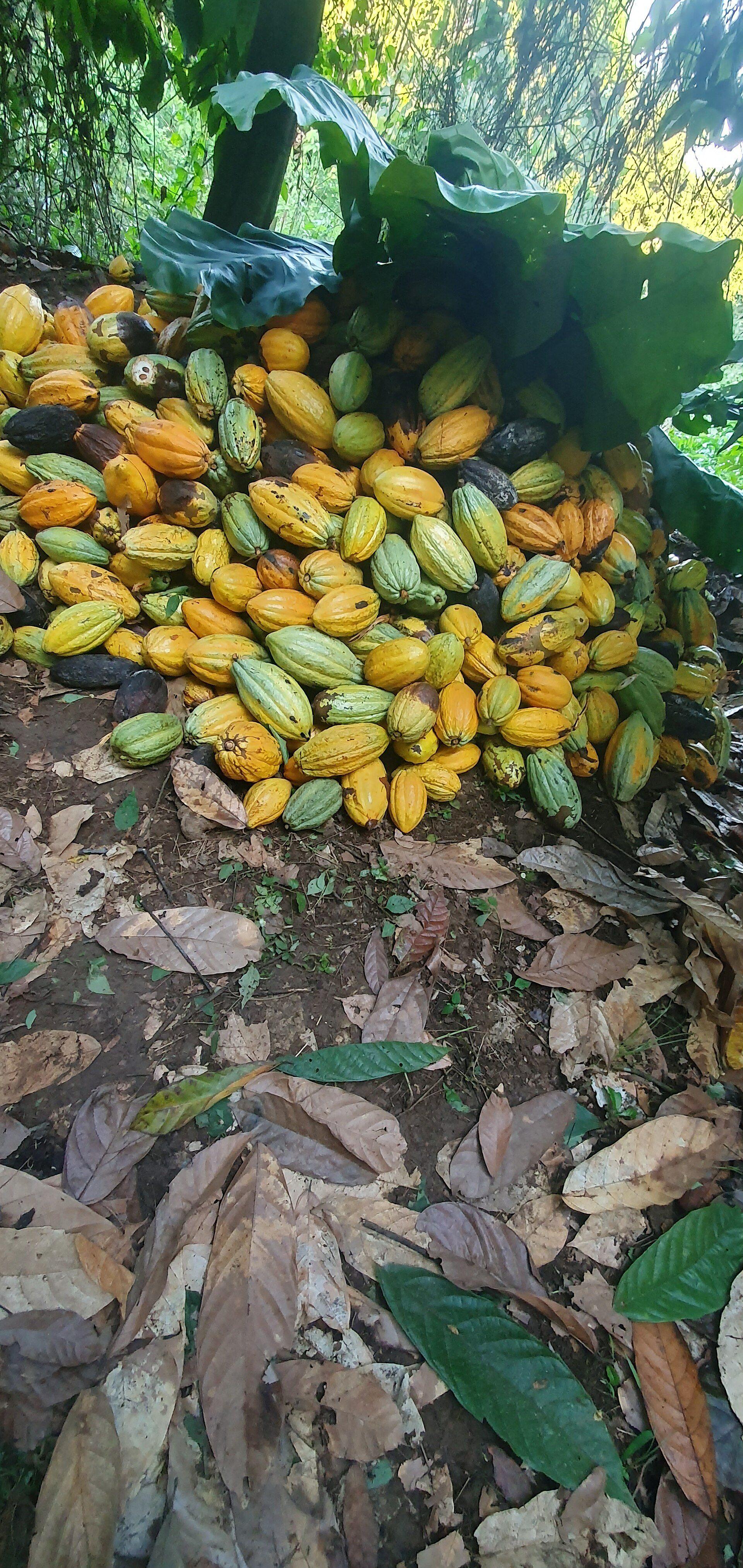 Cocoa beans drying after harvest