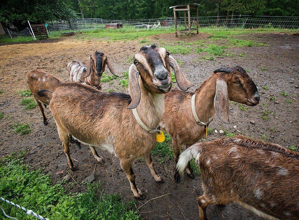 Goats in a farm enclosure