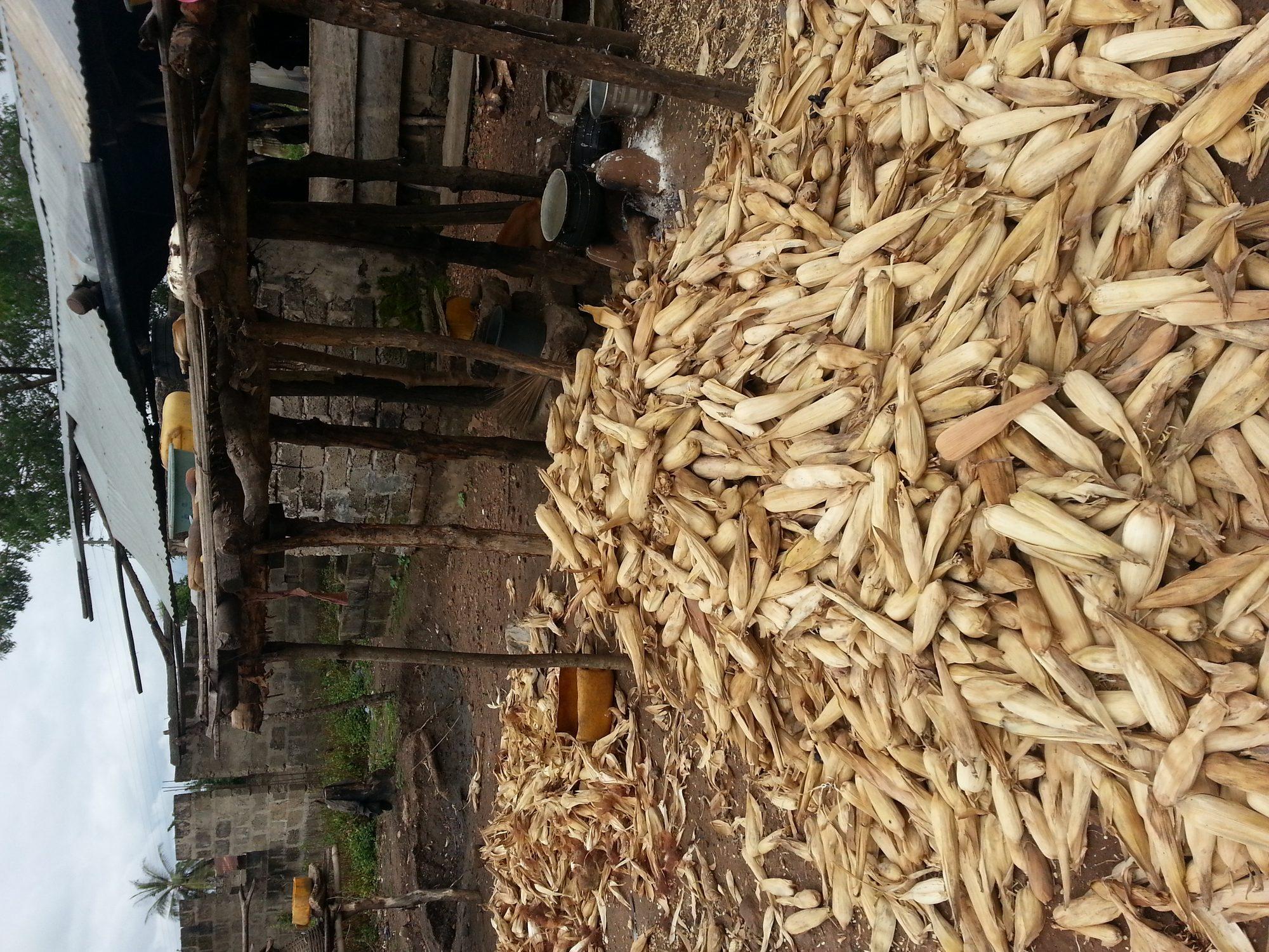 Harvested maize cobs laid out to dry under a shed