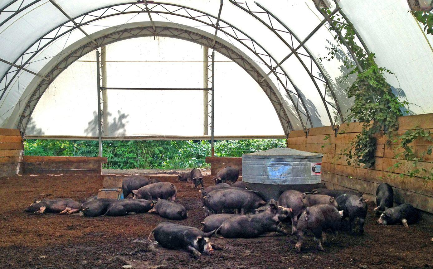Pigs resting in a clean piggery pen