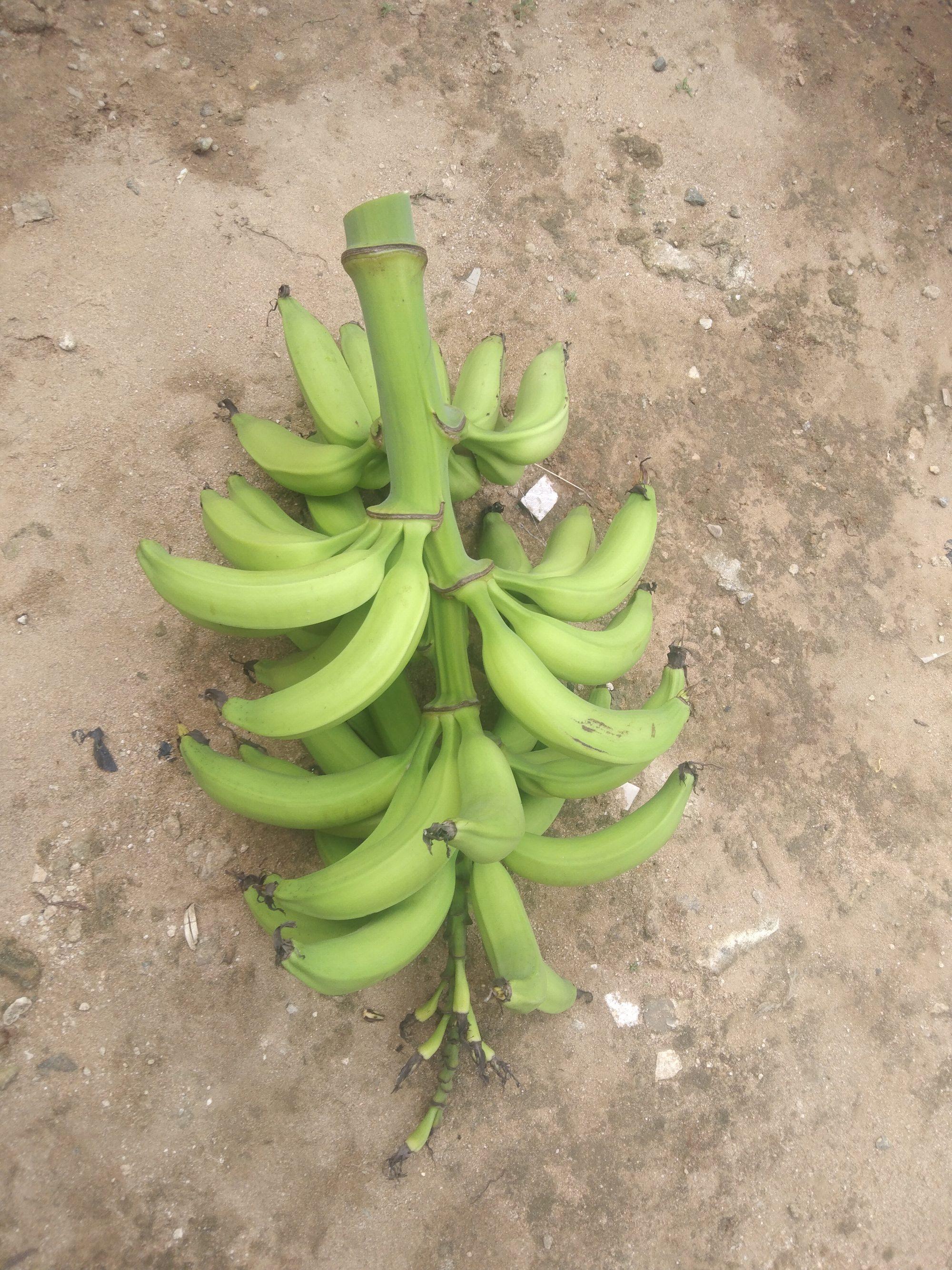 A harvested bunch of plantain