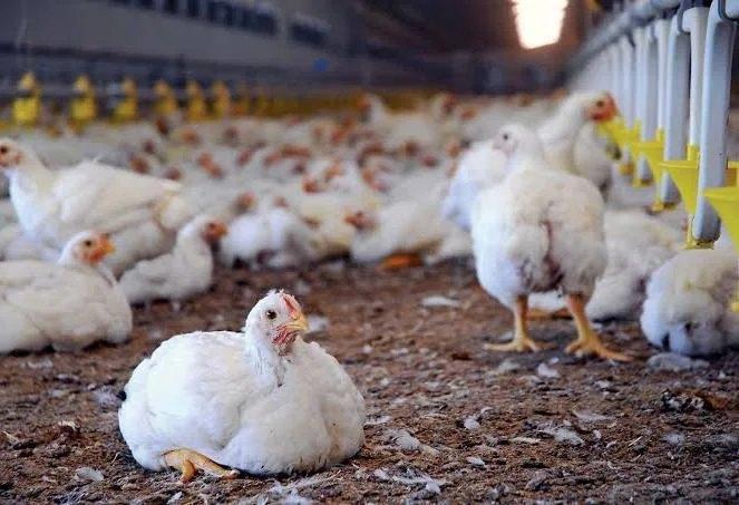 Broiler birds inside the poultry house