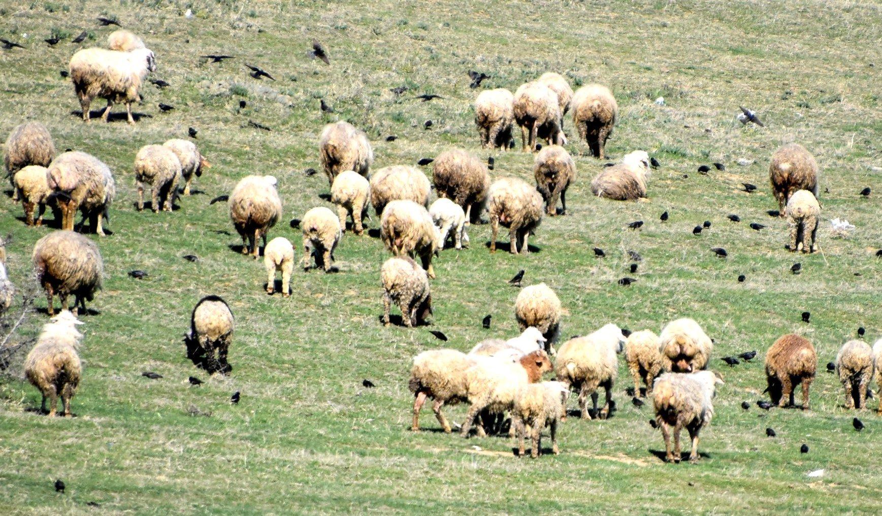 A flock of sheep grazing on pasture