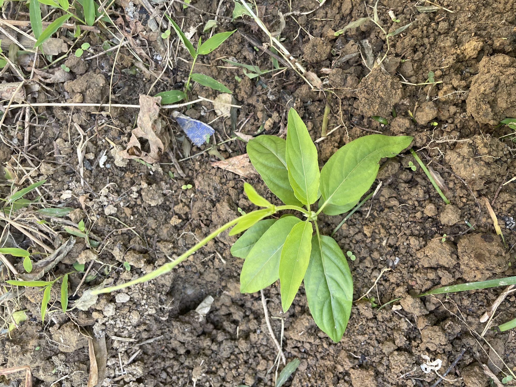 A young plant taking root in worked soil