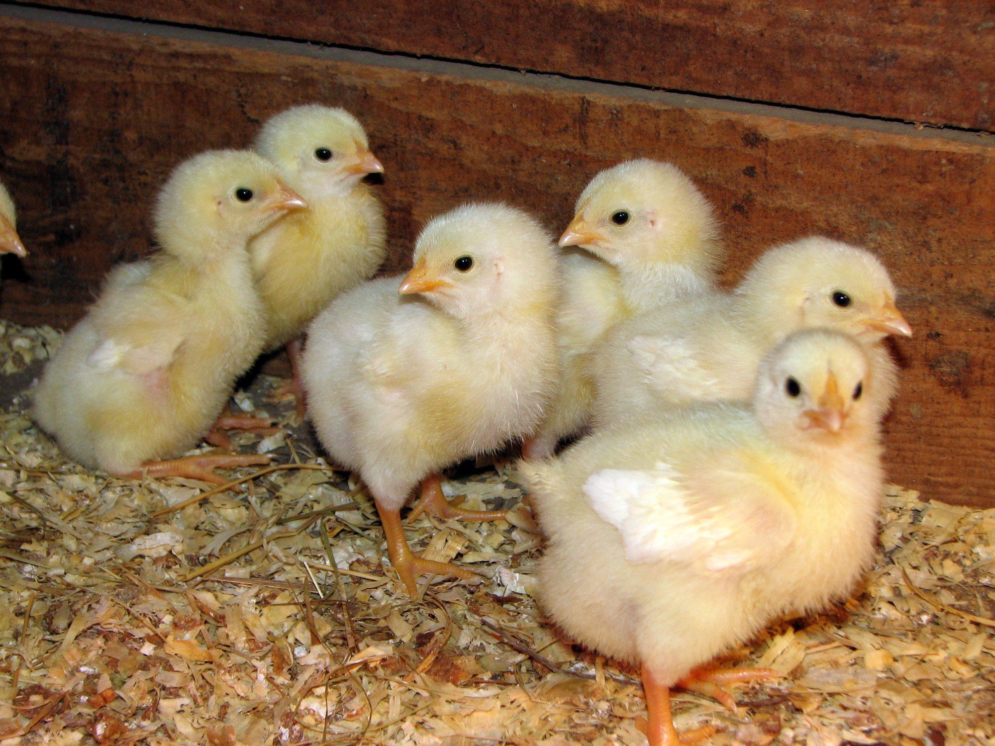 Day old chicks in the brooder
