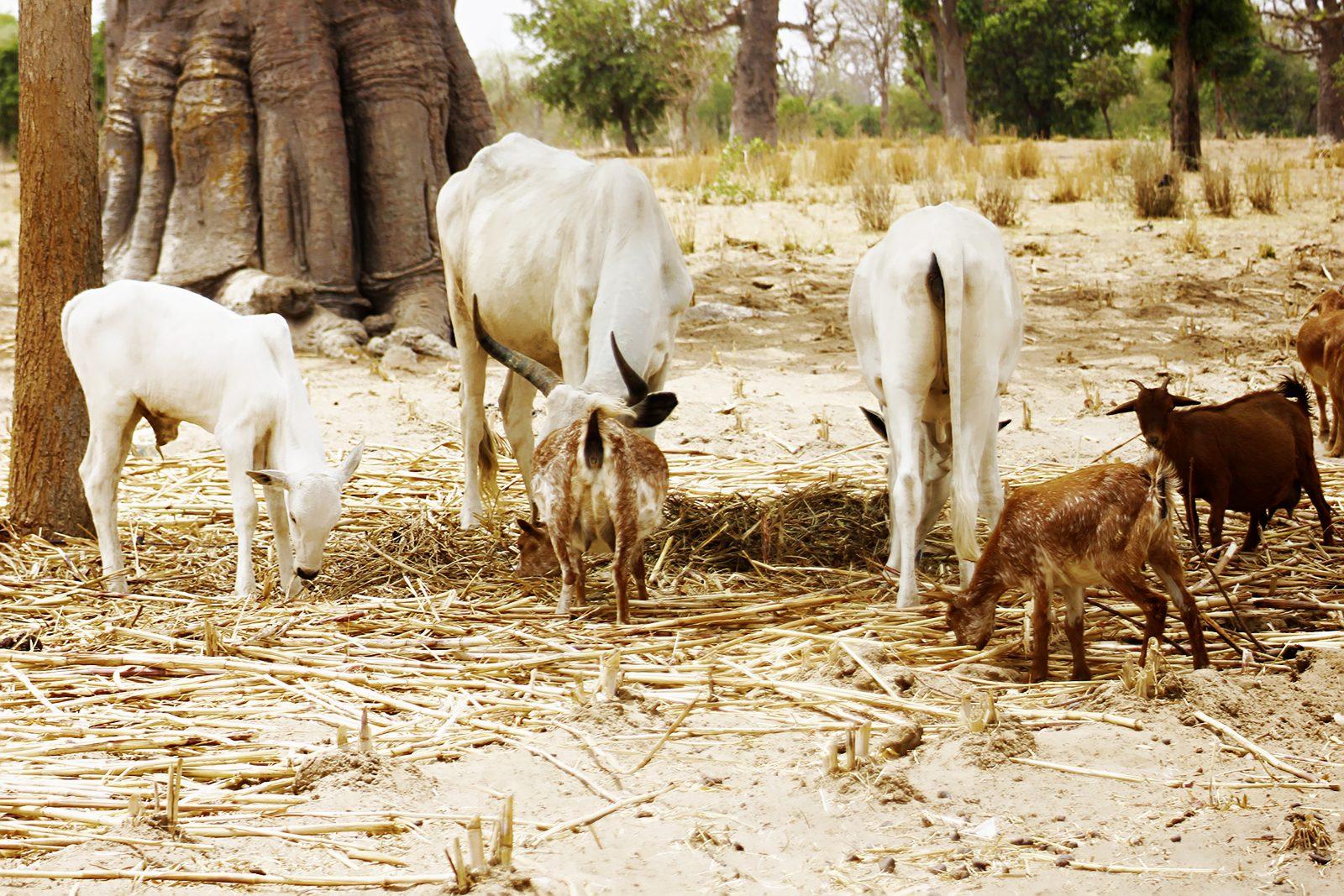 Cattle and goats grazing on Nigerian farmland