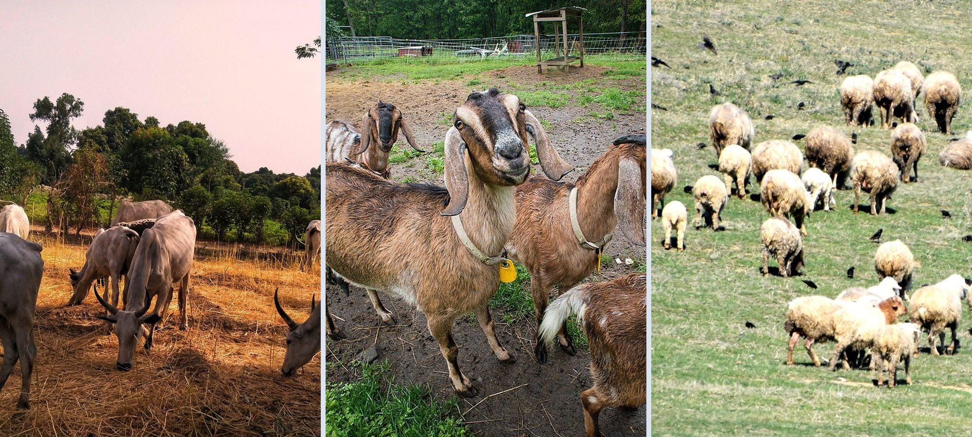 Cattle, goats and sheep from the farm's livestock units