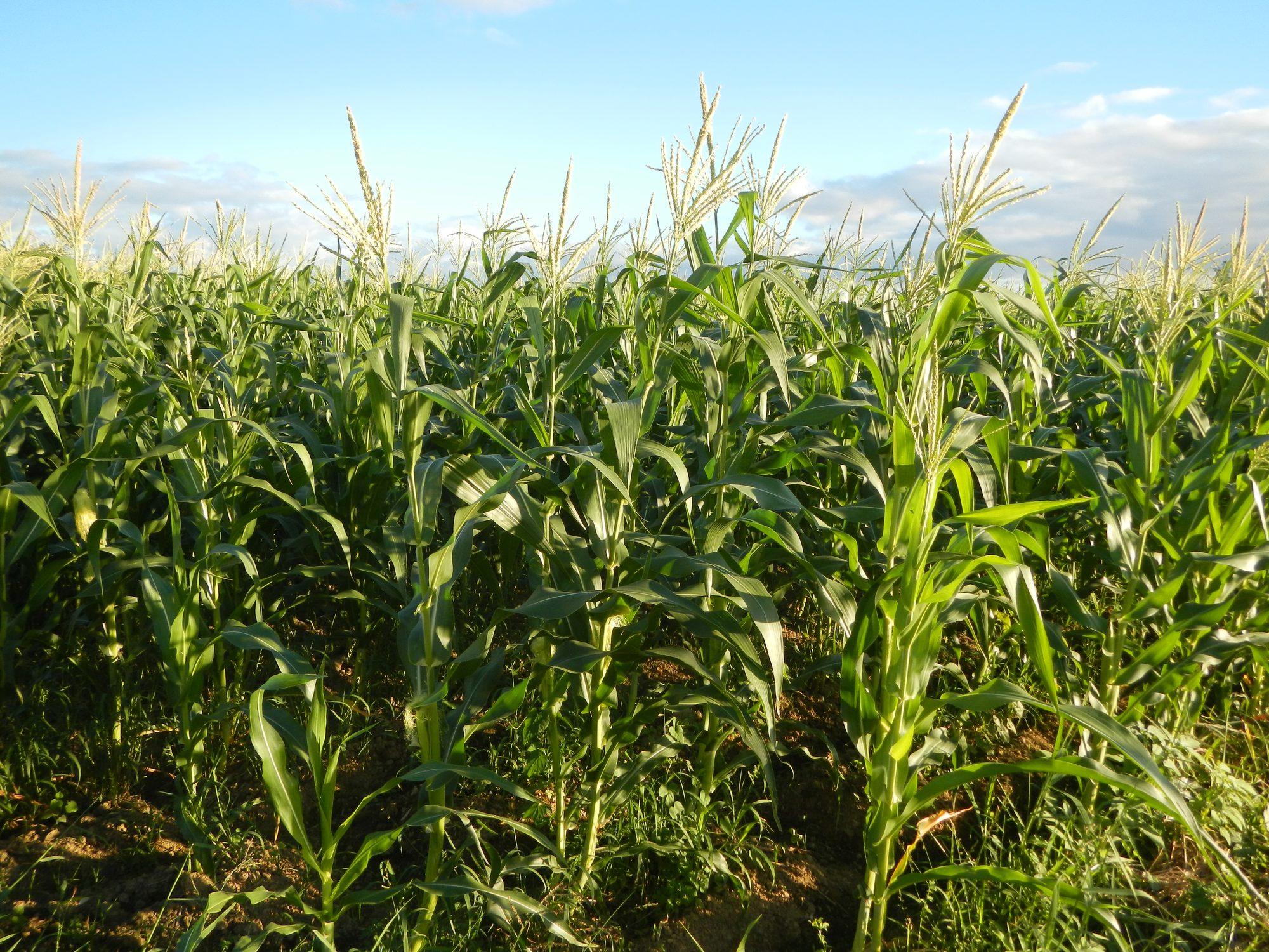 Rows of maize growing in an open field