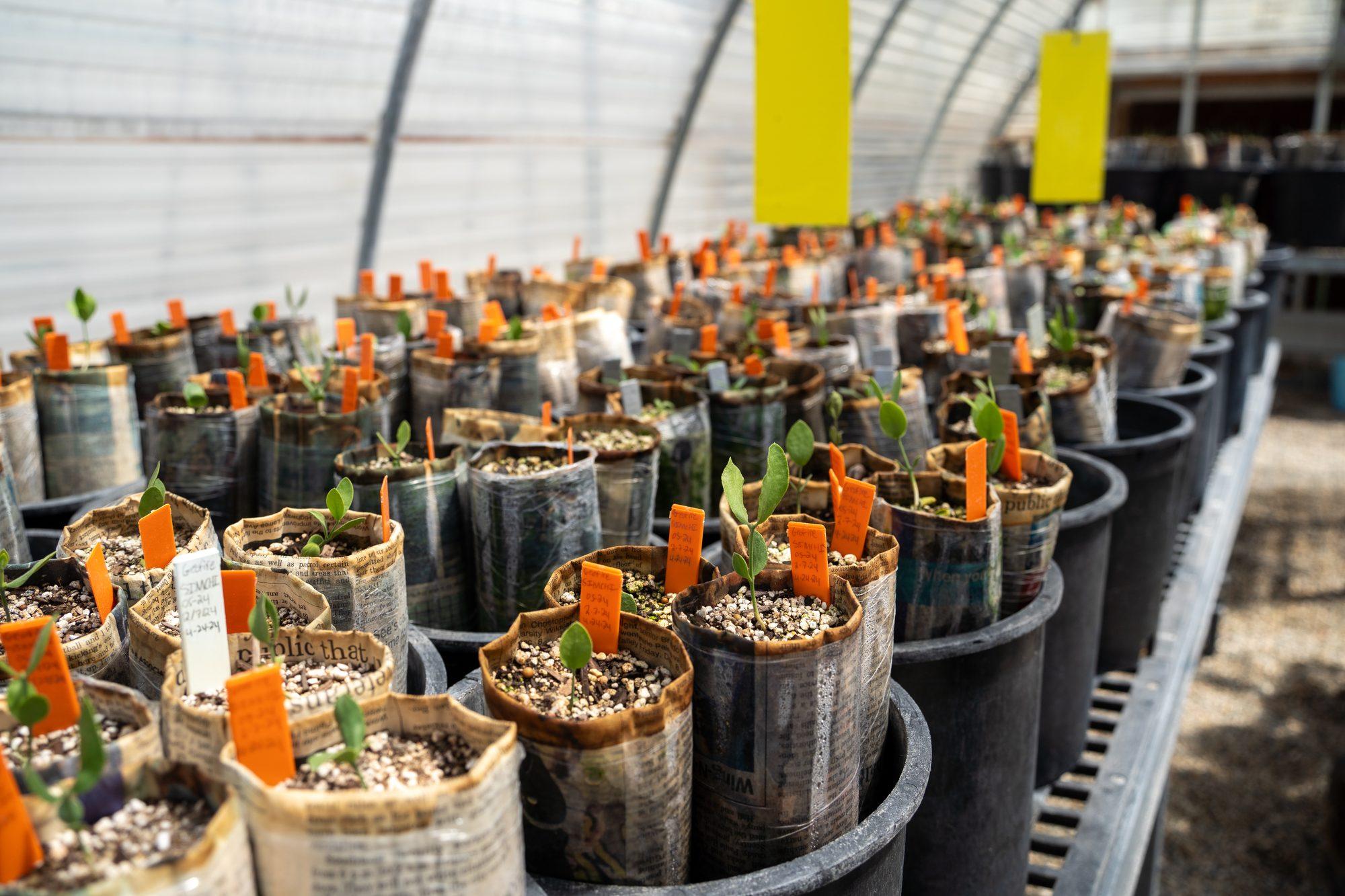 Young seedlings raised in pots at a plant nursery