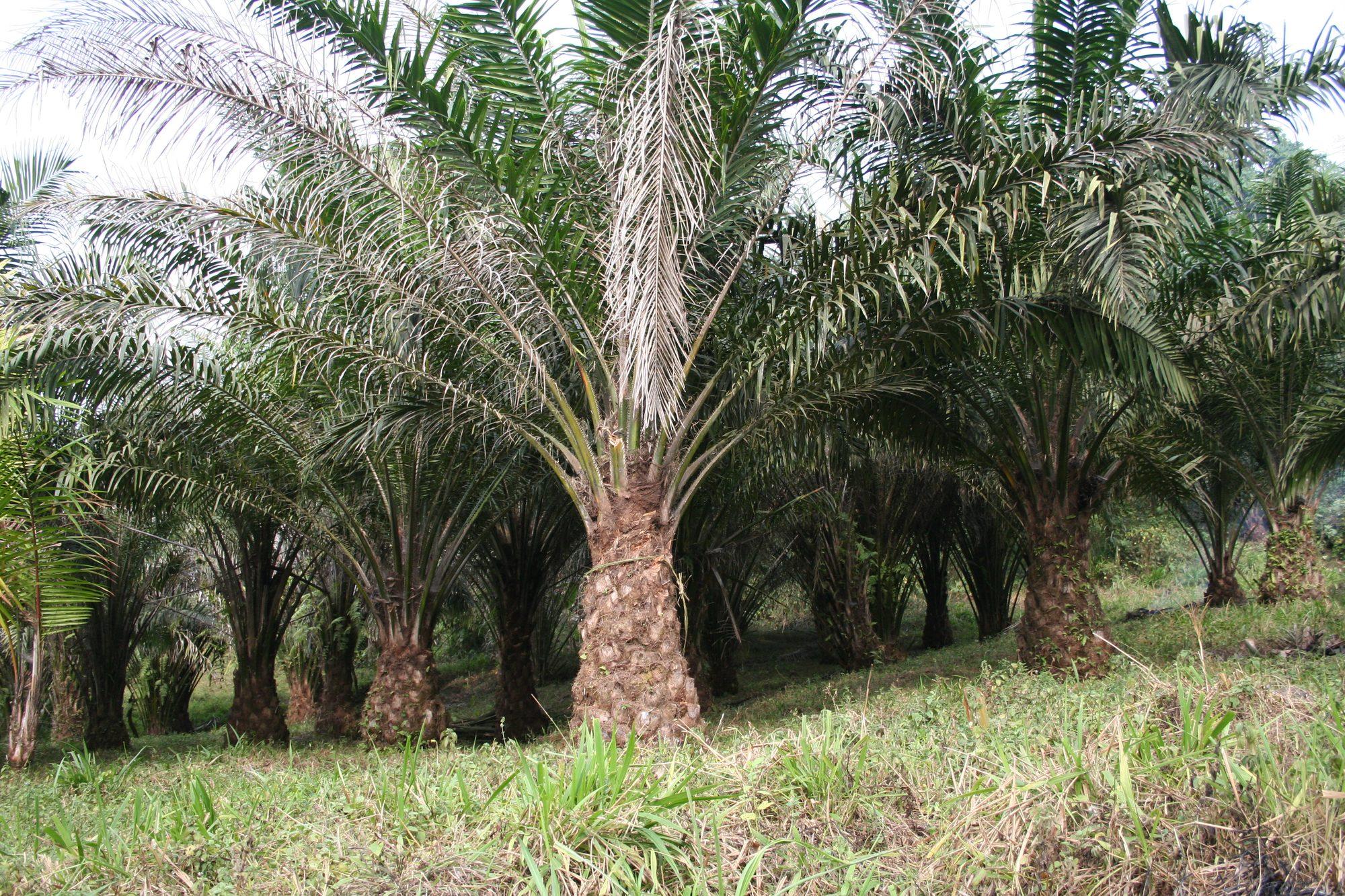 Rows of mature oil palm on a plantation