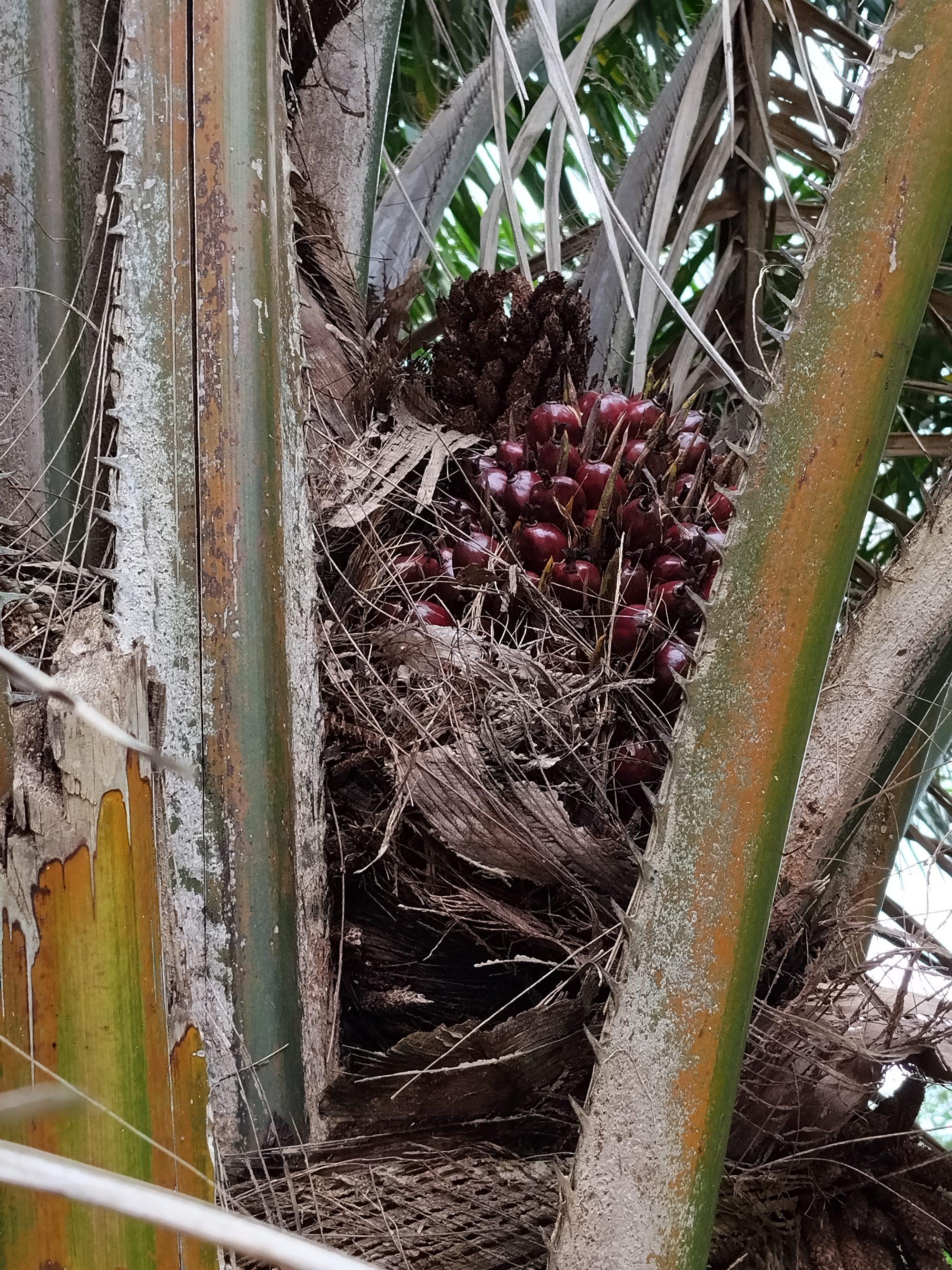 A mature oil palm bearing a fresh fruit bunch