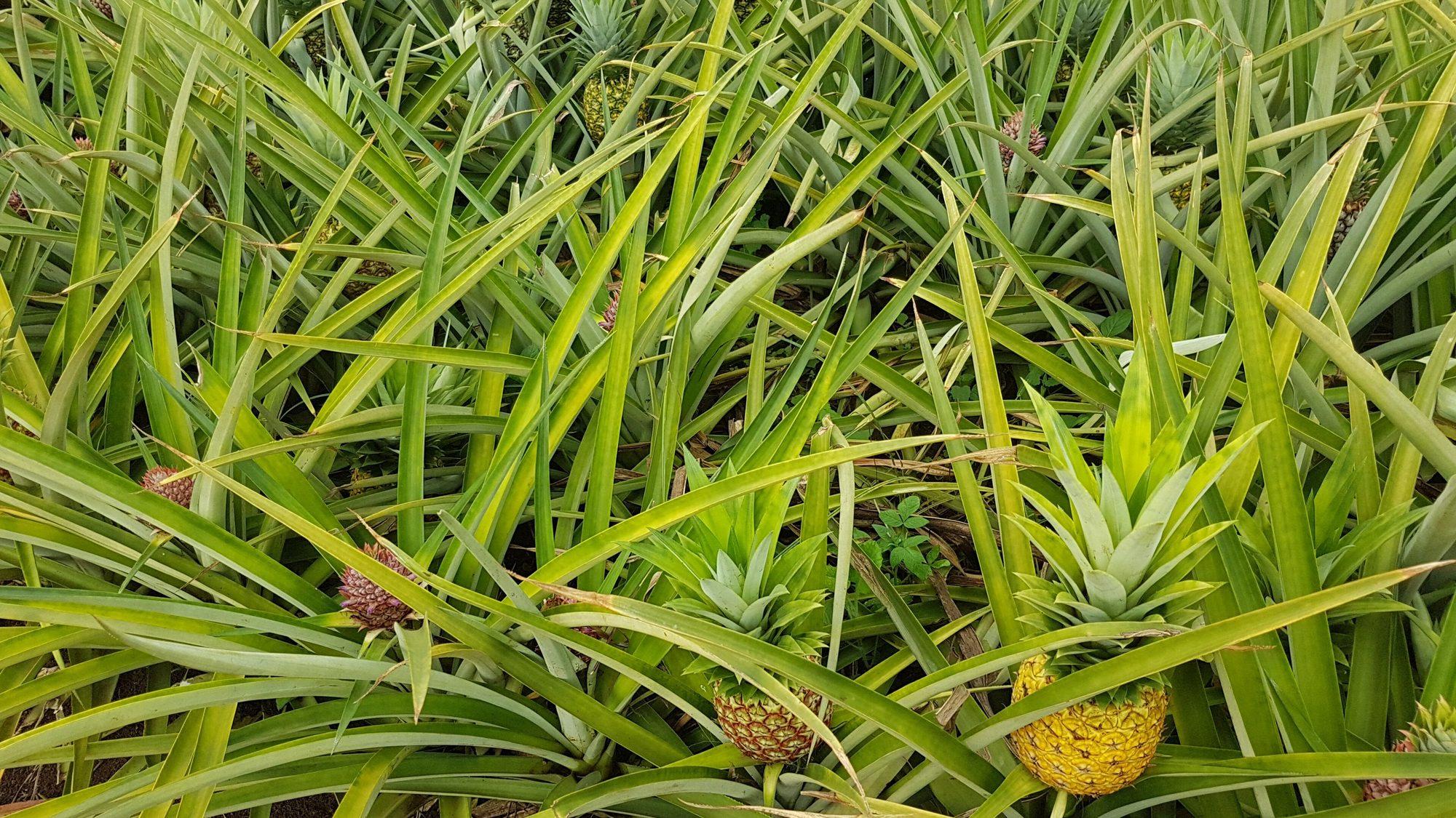 Pineapple plants in a cultivated field