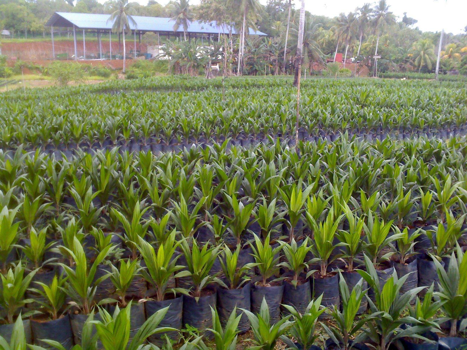 Oil palm seedlings in polybags at the nursery